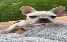 French Bulldog dogs for sale: 7 month old Margo  - Image 6