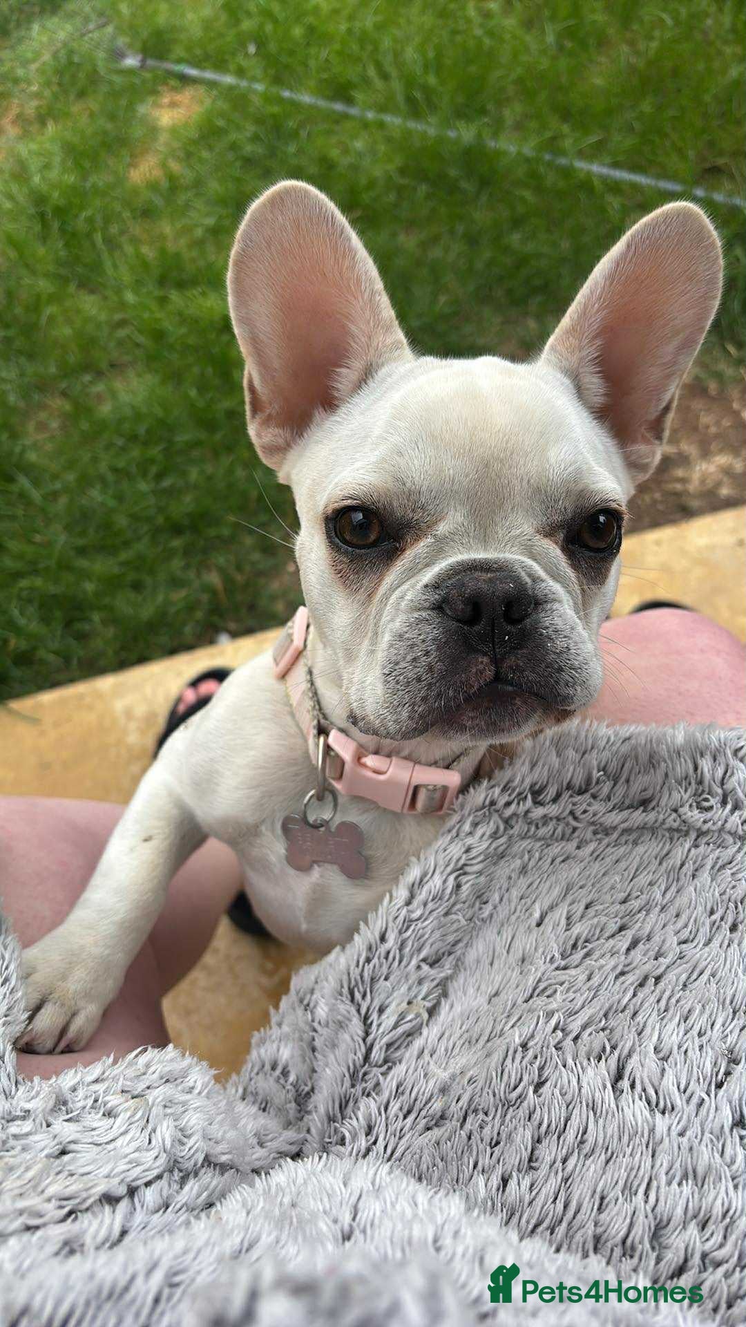 French Bulldog dogs for sale: 7 month old Margo  - Image 6