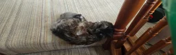 Maine Coon cats for sale: Coco maine coon in Wolverhampton - Advert 3