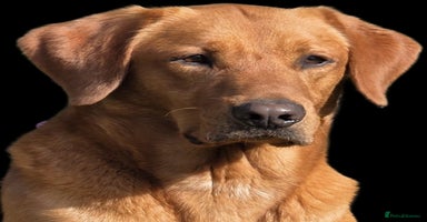 Labrador Retriever dogs - Advert 8