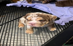 English Bulldog dogs for sale: QC puppies  - Image 6