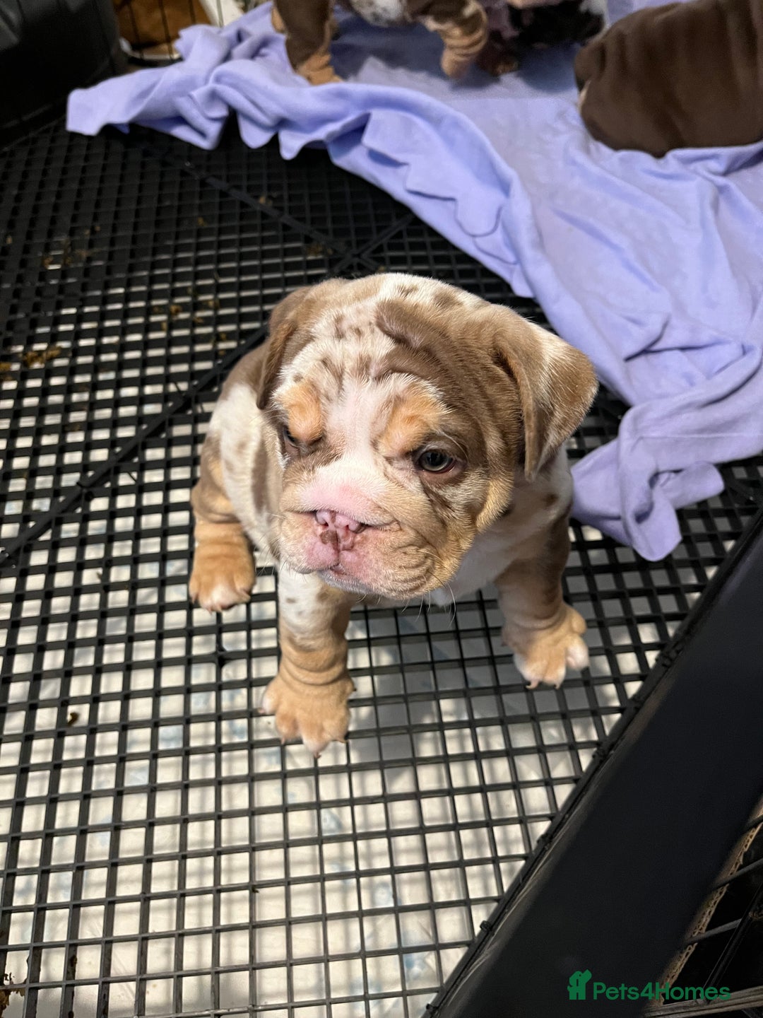 English Bulldog dogs for sale: QC puppies  - Image 6