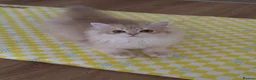 British Longhair cats for sale: Loving Lilac Golden British Longhair Girls - Advert 2