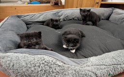 Mixed Breed cats for sale: 4 female kittens for sale - Image 1