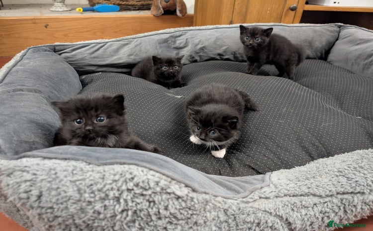 Mixed Breed cats - Advert 1