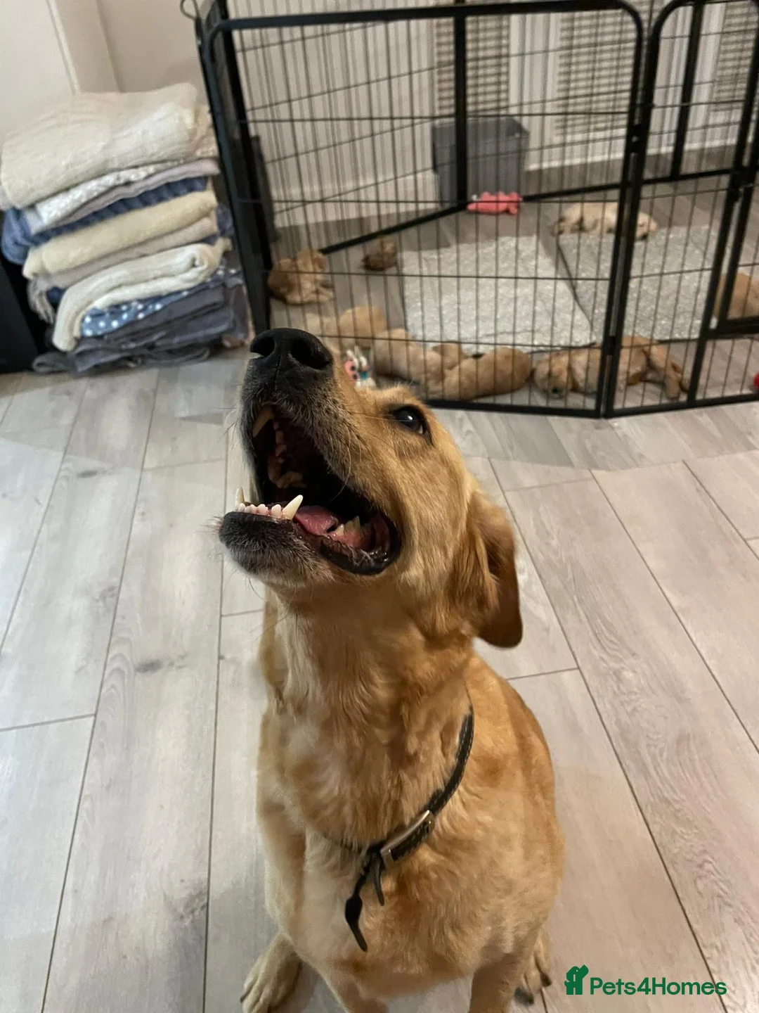 Mixed Breed dogs for sale: Goldador x Standard Poodle Puppies - Advert 2