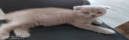 British Shorthair cats for sale: British short hair fold  - Advert 4