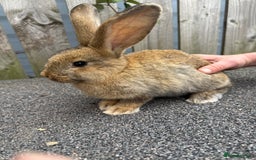 Mixed Breed rabbits for sale: Mixed breed boys free to good home  - Image 6