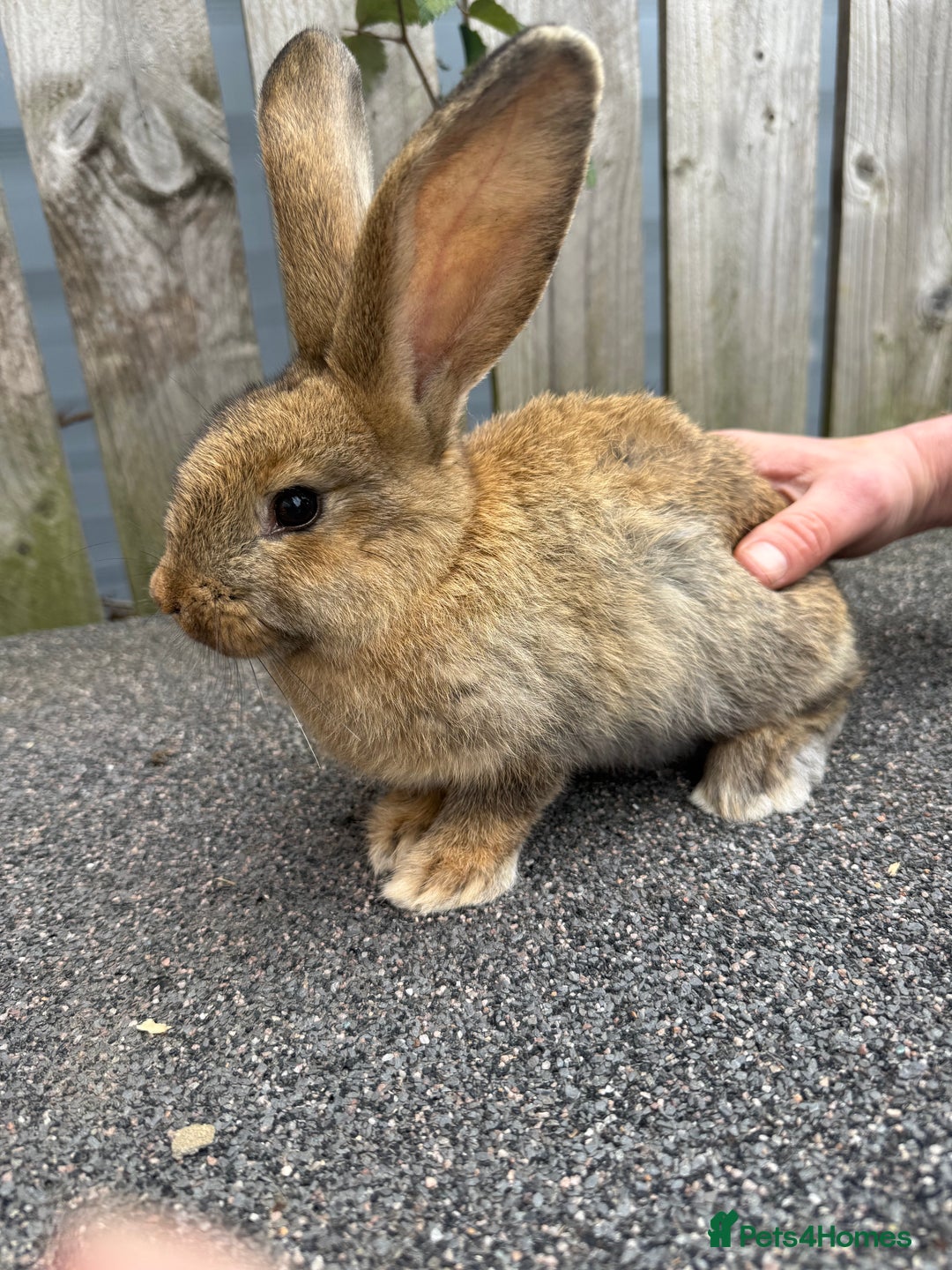 Mixed Breed rabbits for sale: Mixed breed boys free to good home  - Image 6