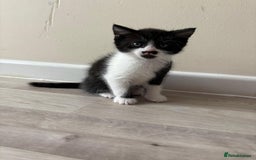 Domestic Shorthair cats for sale: Black and White Fluffy Kittens - Image 4