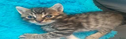 Bengal cats for sale: Gorgeous bengal kitten  in Radstock - Advert 12
