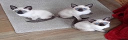 Siamese cats for sale: Traditional seal point boy kitten - Advert 9
