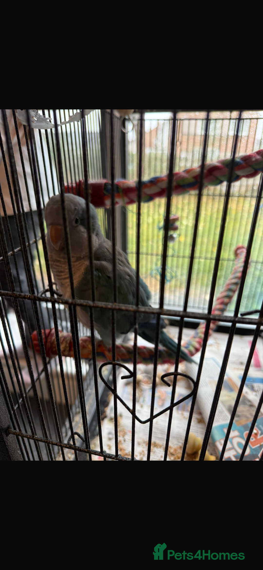 Parrots birds for sale: Male Quaker parrot  - Image 4