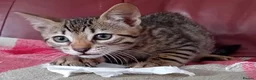 Bengal cats for sale: Bengal Kittens: Princess, Hunter & Friend - Advert 38