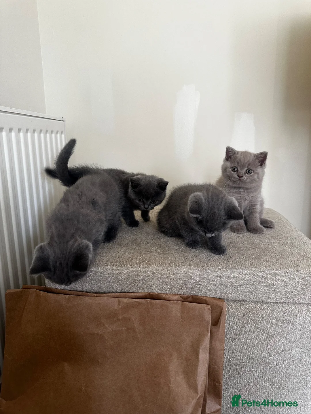 British Shorthair cats for sale: British short hair kittens  in Bradford - Advert 2