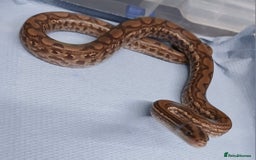 Boa Snake reptiles for sale: Het T+Albino Colombian Rainbow Boas - Image 1