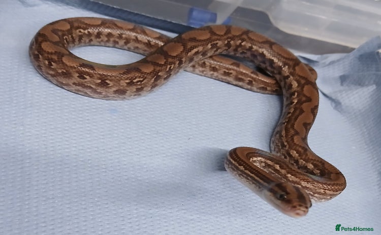 Boa Snake reptiles - Advert 3