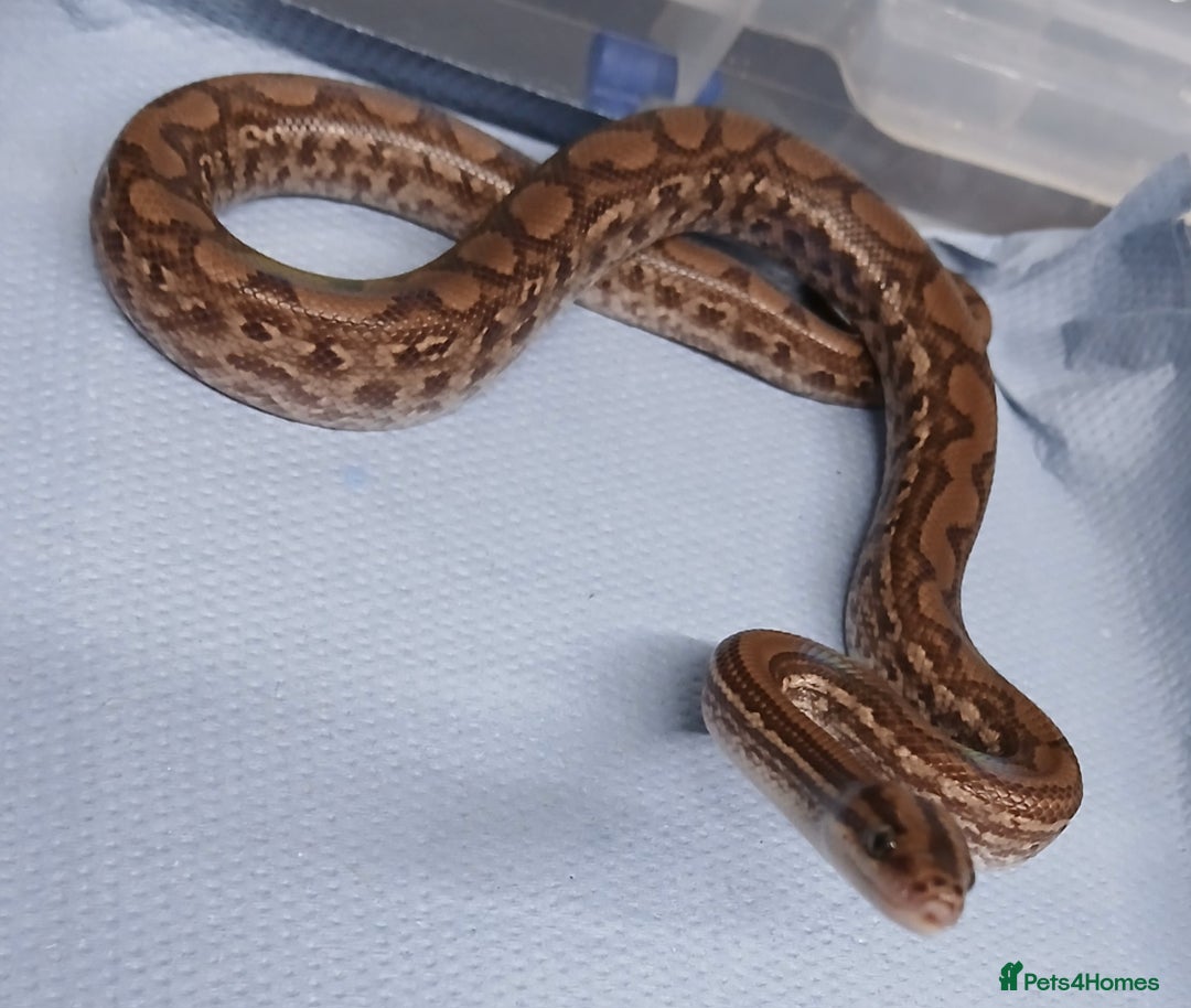 Boa Snake reptiles for sale: Het T+Albino Colombian Rainbow Boas - Image 1
