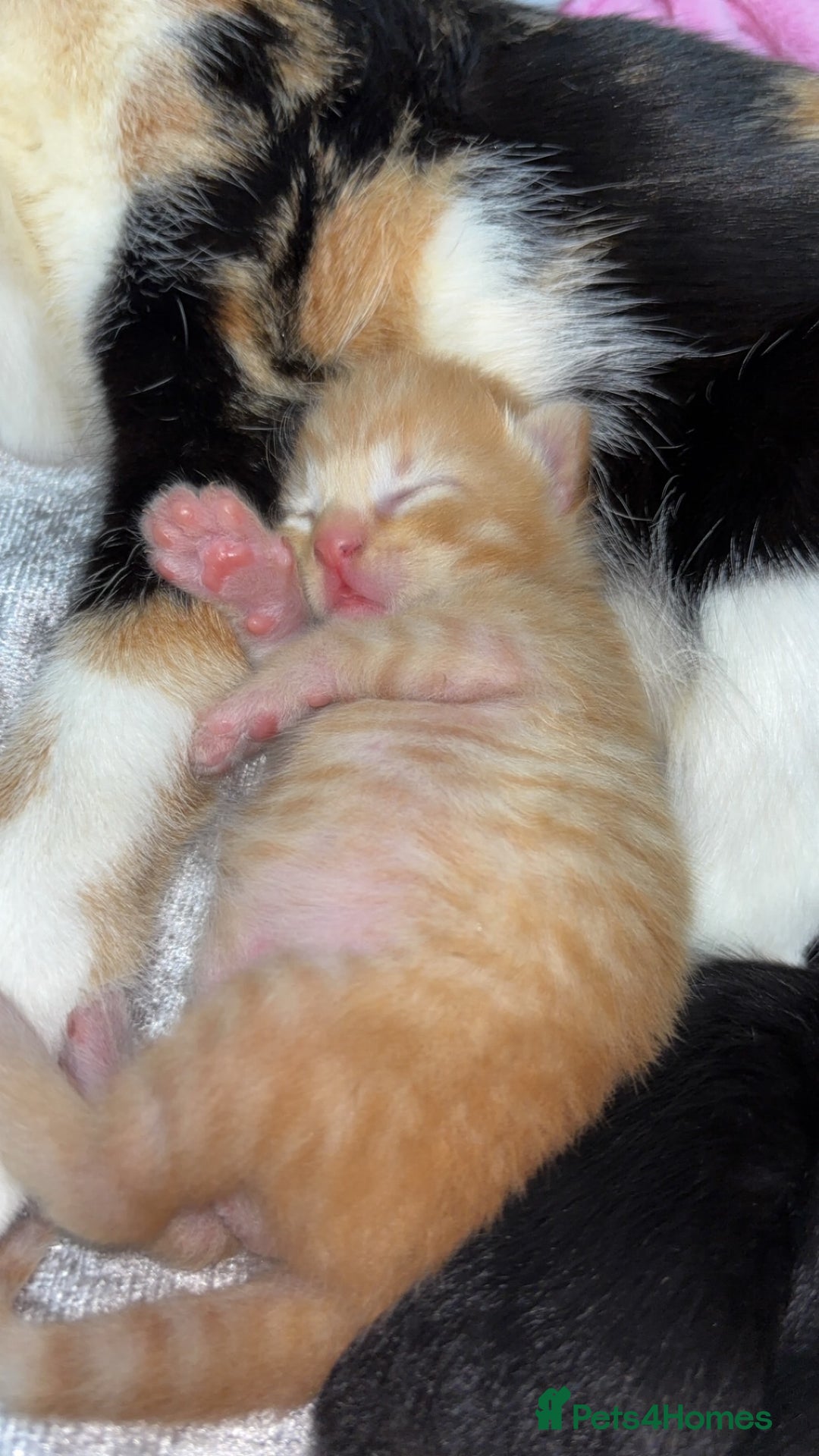 Maine Coon cats for sale: Maine coon mix kittens  - Image 5