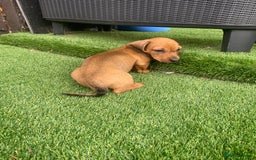 Miniature Dachshund dogs for sale: 4 adorable miniature dachshund puppies  - Image 21