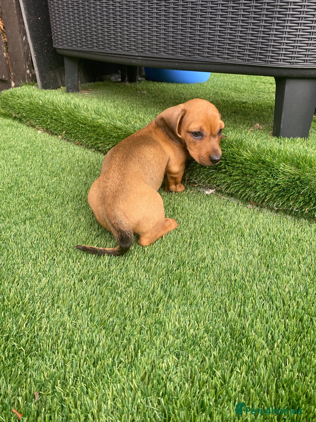 Miniature Dachshund dogs for sale: 4 adorable miniature dachshund puppies  - Image 21