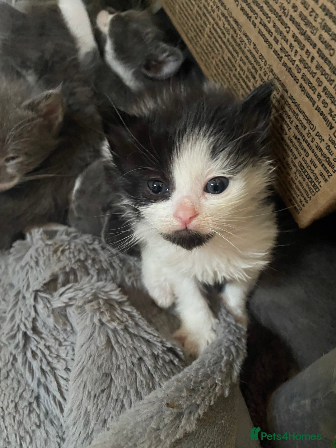 Mixed Breed cats for sale: Grey and white kittens - Image 13