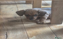Miniature Dachshund dogs for sale: Adorable Minature Daschunds  - Image 5