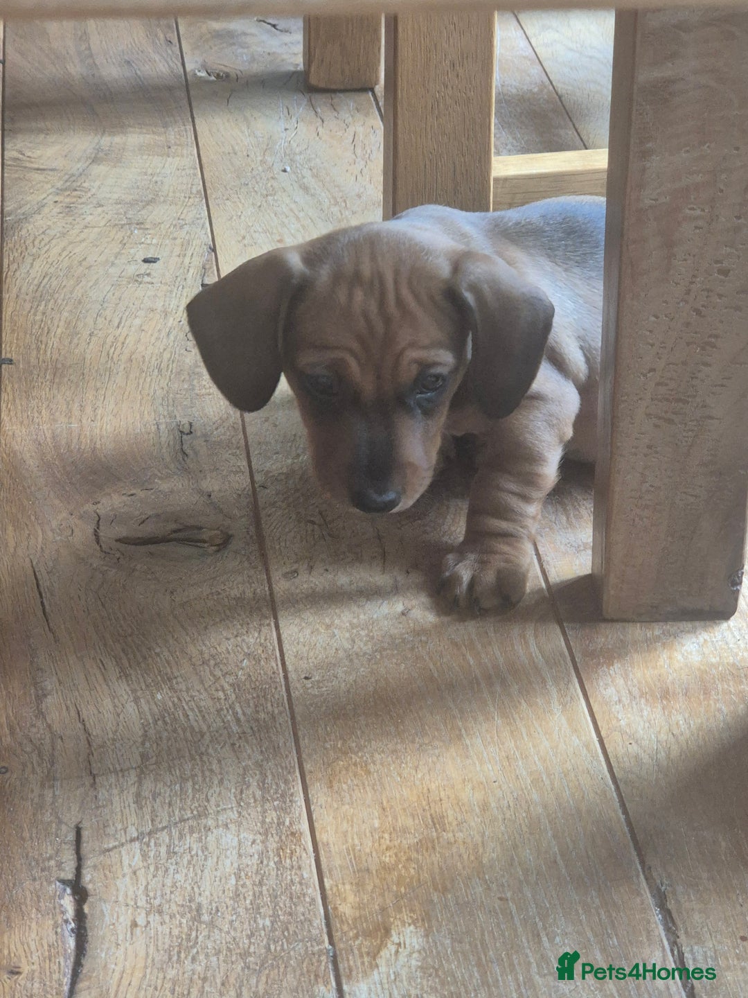 Miniature Dachshund dogs for sale: Adorable Minature Daschunds  - Image 5