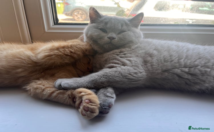 British Shorthair cats - Advert 13