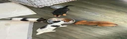 Jack Russell dogs for sale: Jack Russel puppy  - Advert 3