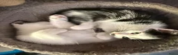 Mixed Breed cats for sale: 5 kittens ready to go - Advert 14