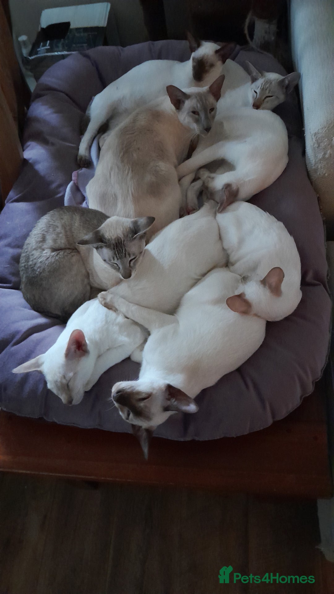 Siamese cats for sale: 3 boys for sale - Advert 2