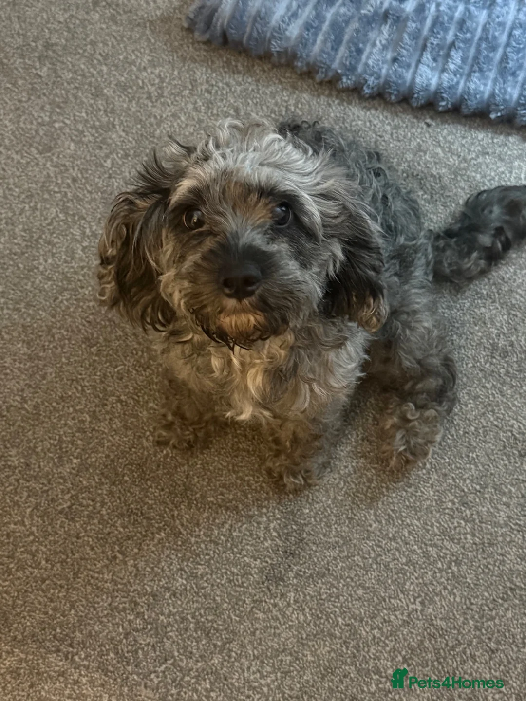 Mixed Breed dogs for sale: 🐶 🐾 Beautiful Cavapoochon Puppies 🐾 - Advert 2
