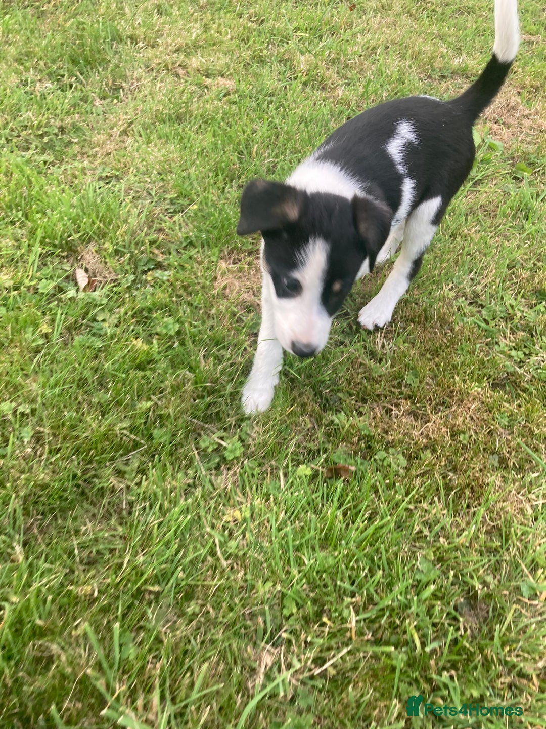 Mixed Breed dogs for sale: Collie x Huntaway - Image 15