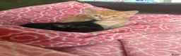 Mixed Breed cats for sale: Kittens £70 - £180 Manchester  - Advert 1