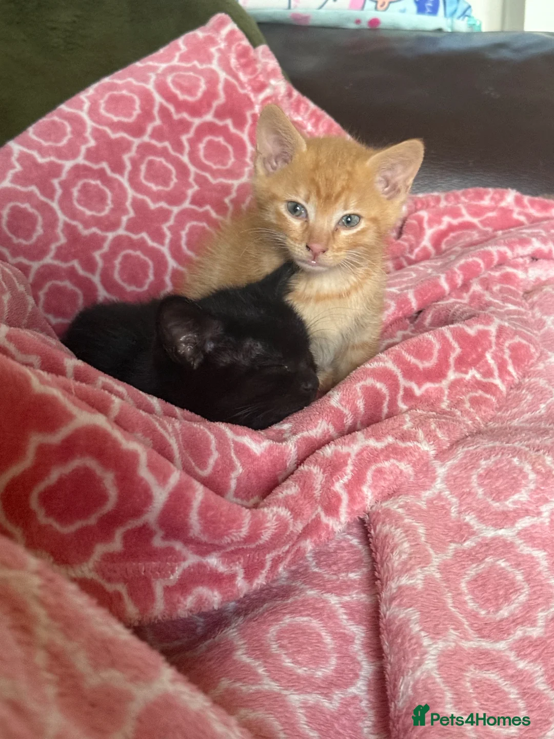 Mixed Breed cats for sale: Kittens £70 - £180 Manchester  - Advert 1