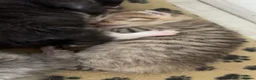 British Longhair cats for sale: 4 British longhaired kittens  - Advert 6