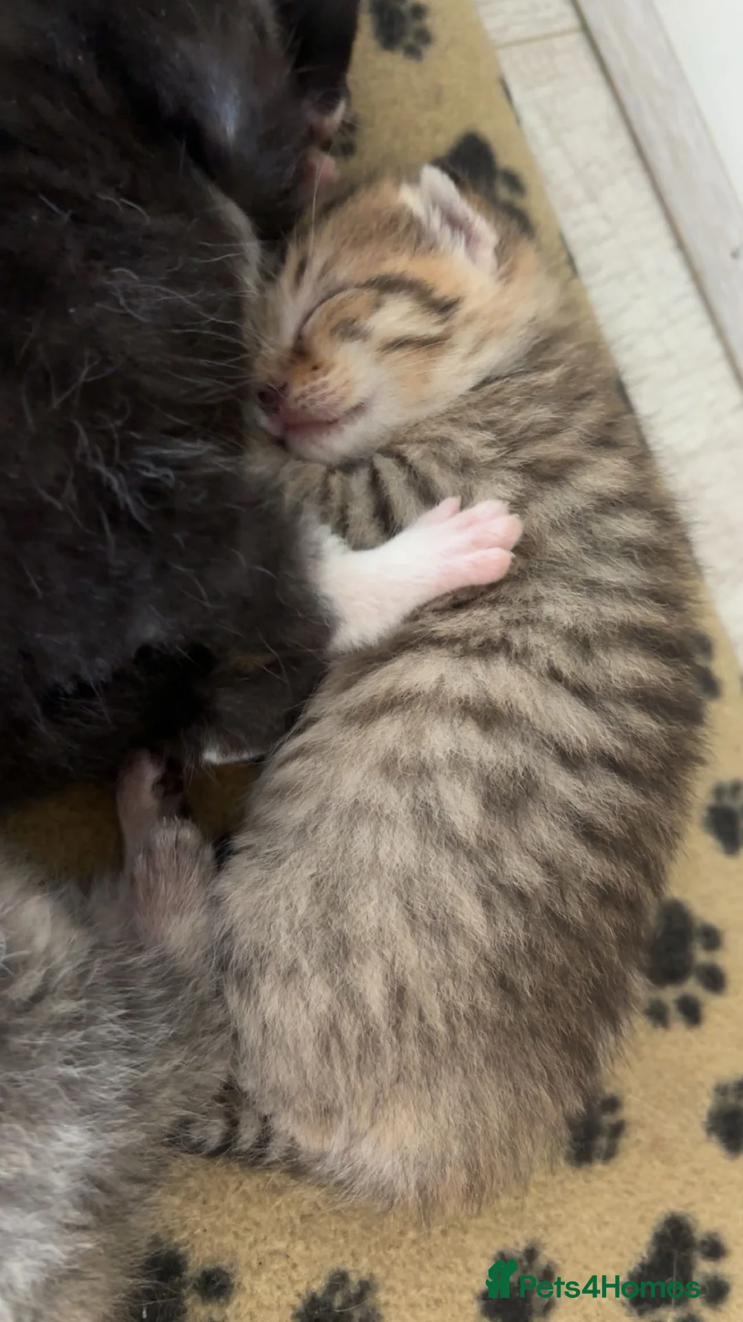 British Longhair cats for sale: 4 British longhaired kittens  - Advert 6