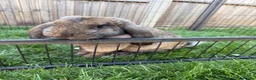 French Lop rabbits for sale: French lops  - Advert 10