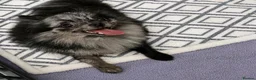 Pomeranian dogs for sale: Beautiful Pomeranian Merle Female in York - Advert 8