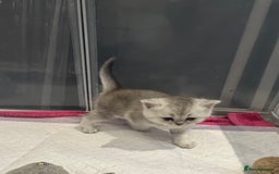 Scottish Fold cats for sale: Scottish fold/ straight 😍🥰❤️ - Image 6