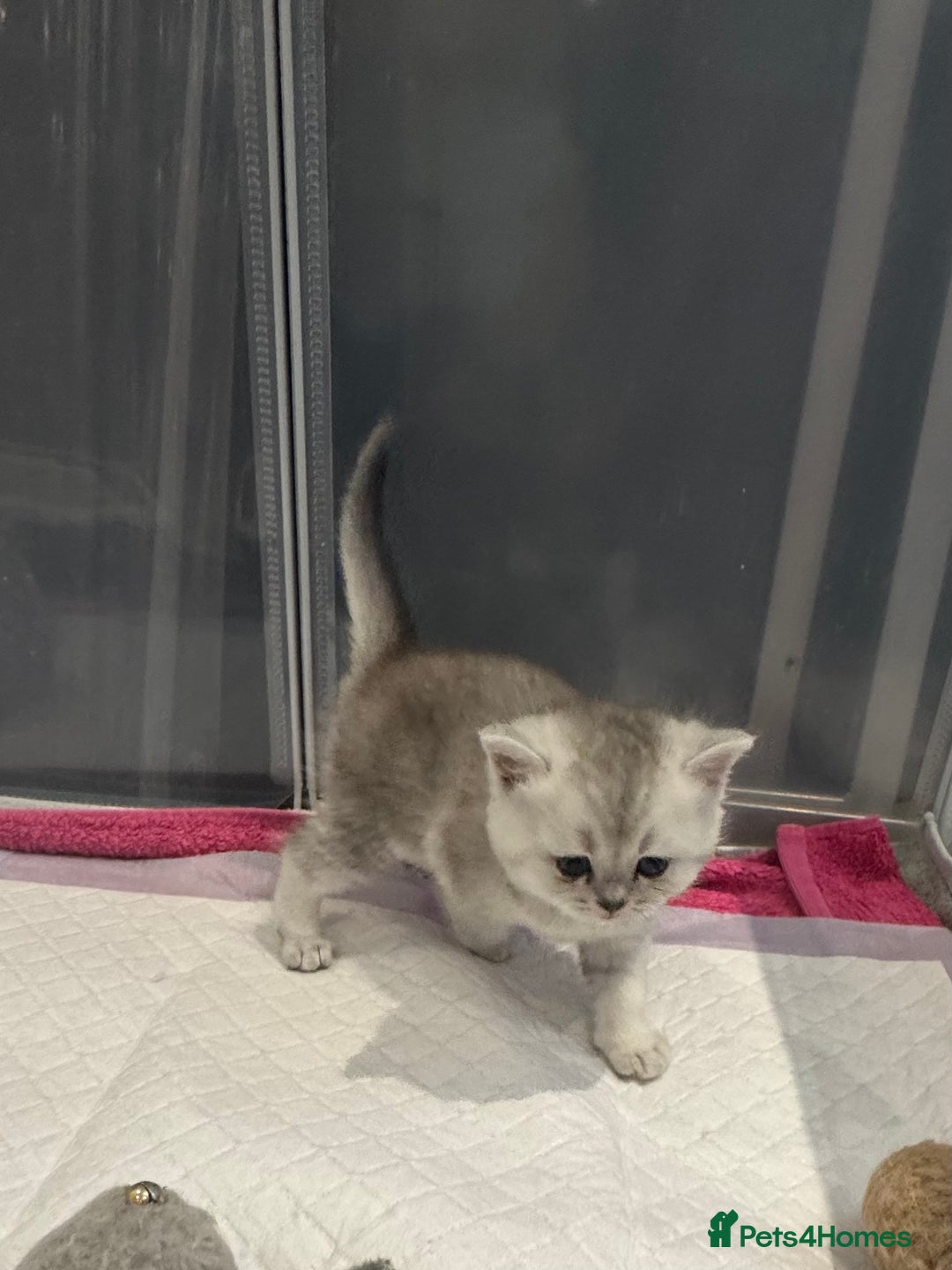 Scottish Fold cats for sale: Scottish fold/ straight 😍🥰❤️ - Image 6