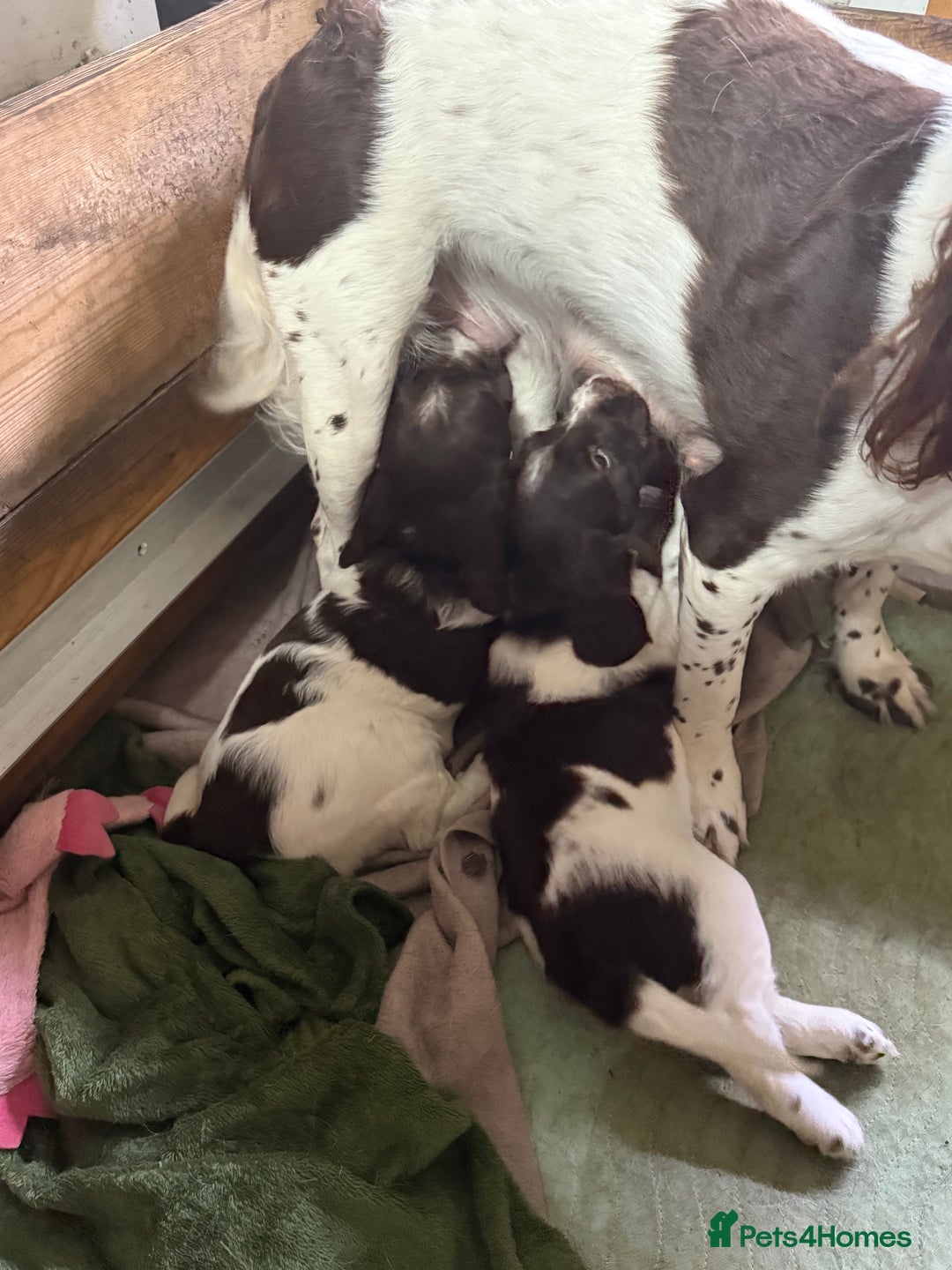 English Springer Spaniel dogs for sale: English Springer Spaniel Puppies - Advert 25