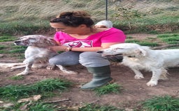 English Setter dogs for adoption: Otto  - Advert 2