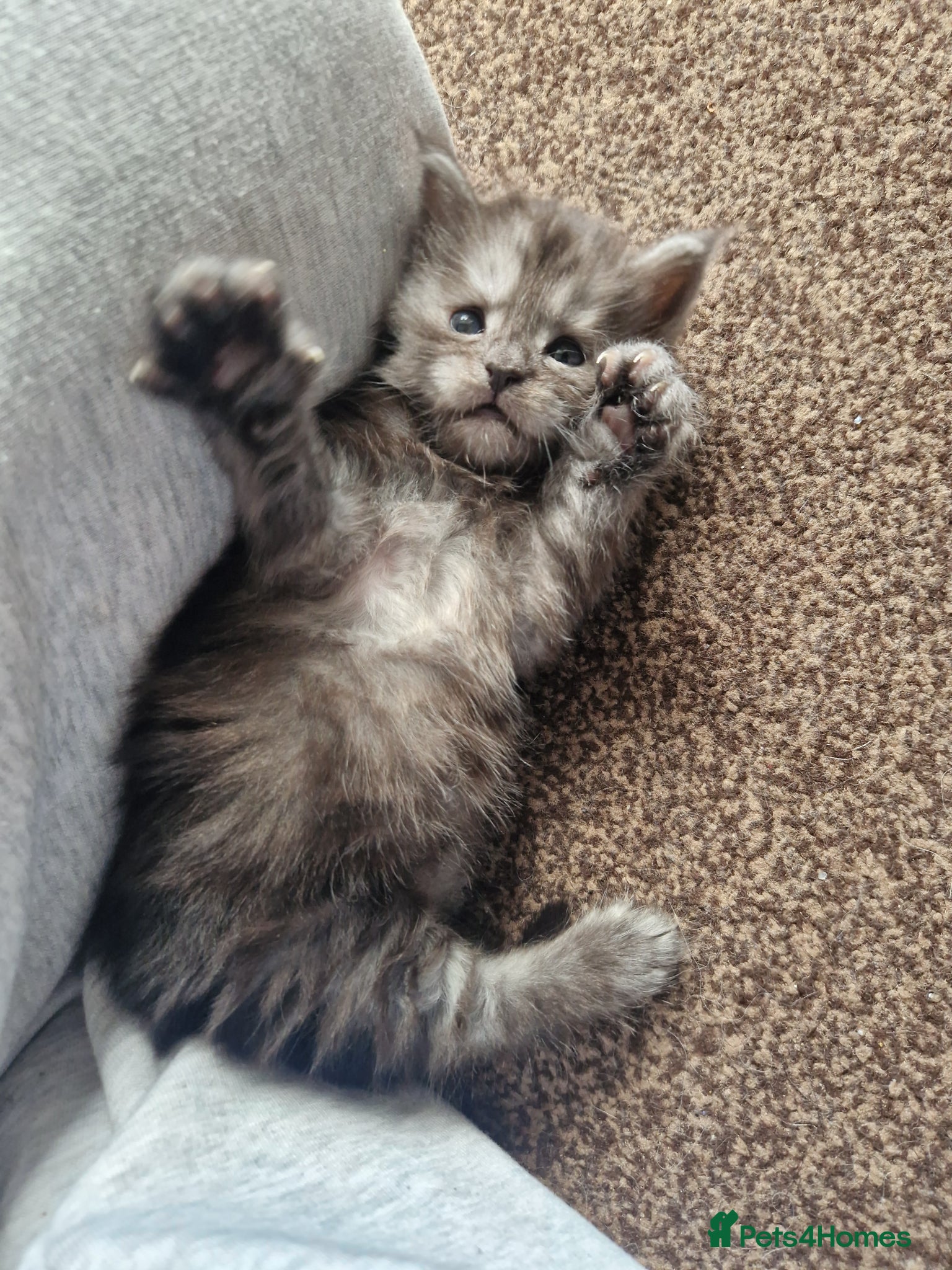 Maine Coon cats 2 Maine Coone Kittens for sale - Advert 7