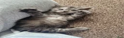 Maine Coon cats for sale: 2 Maine Coone Kittens for sale - Advert 1