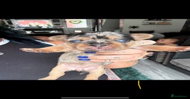 Mixed Breed dogs - Advert 6