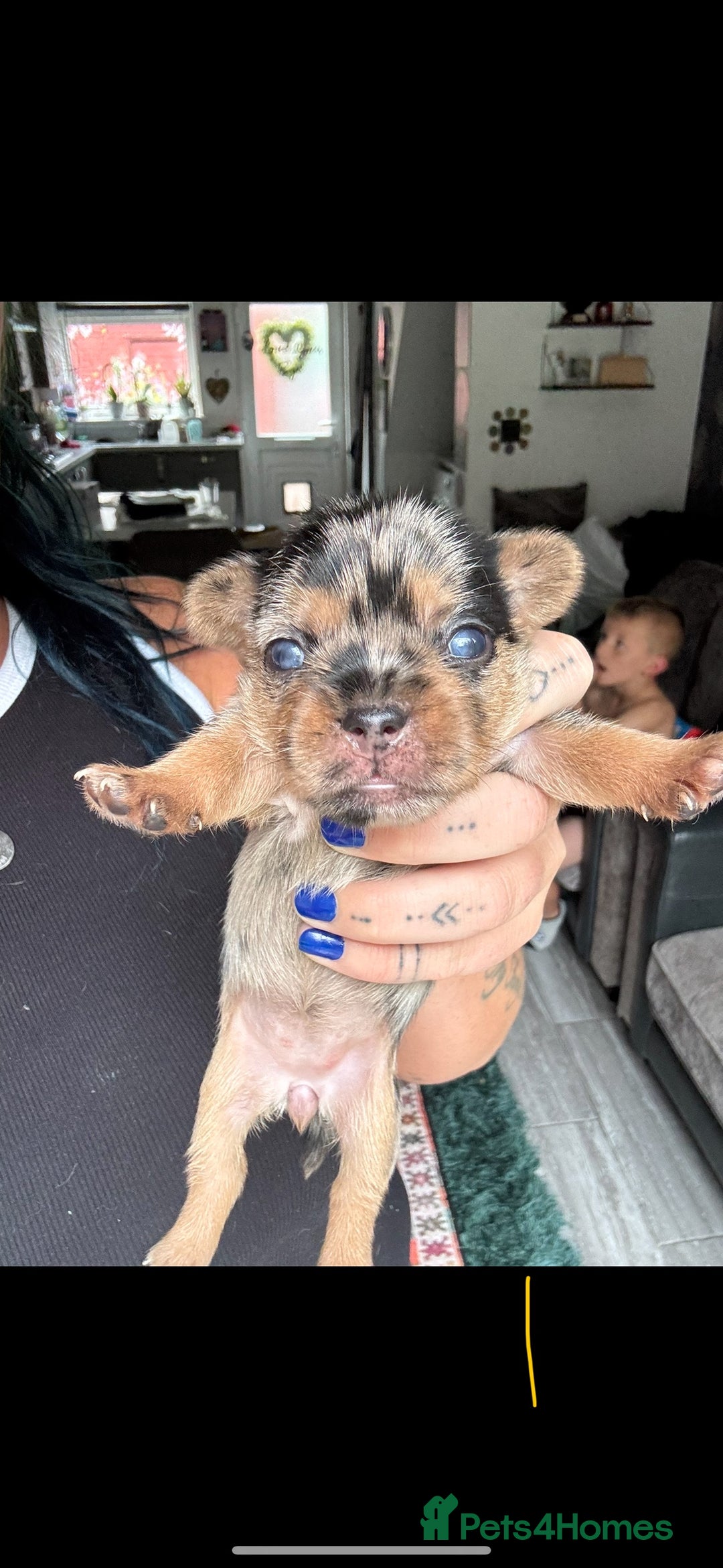 Mixed Breed dogs for sale: French yorkie (frorkie) puppies  - Image 3