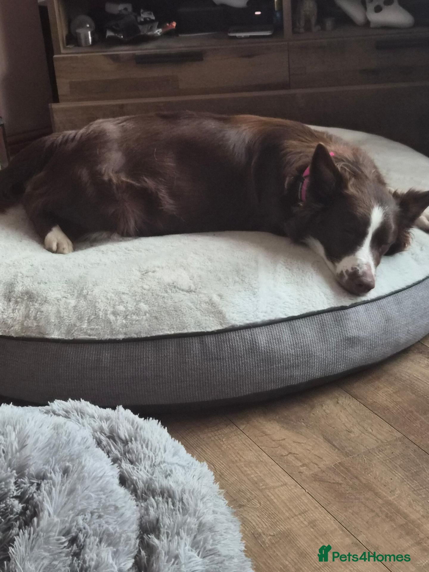 Border Collie dogs Ruby and Ace are the parents of 9 beautiful pups - Advert 14