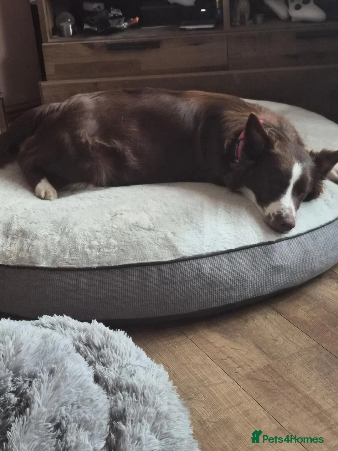 Border Collie dogs for sale: Ruby and Ace are the parents of 9 beautiful pups in Rotherham - Advert 1